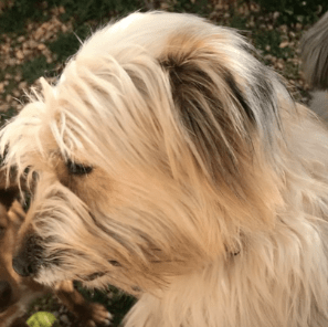 En France, même les chiens anticipe le déconfinement